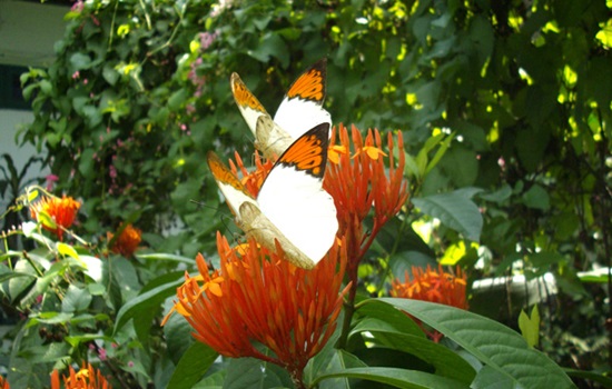 myciti hotel - kl butterfly park
