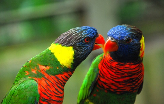 myciti hotel - kl bird park